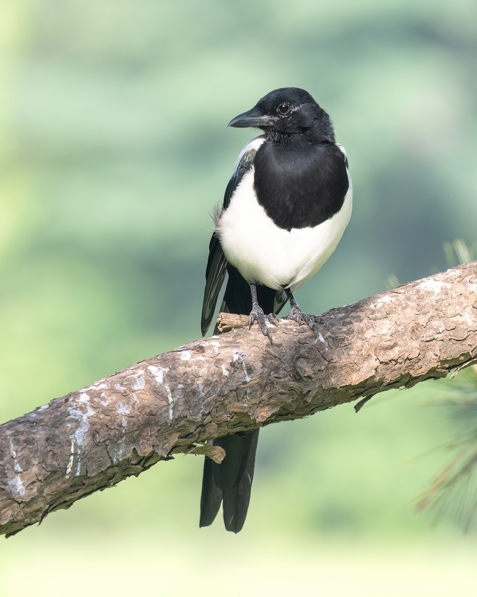 Oriental Magpie - ML642050892