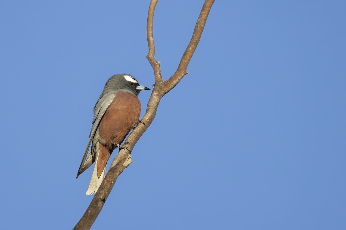 White-browed Woodswallow - ML642050893