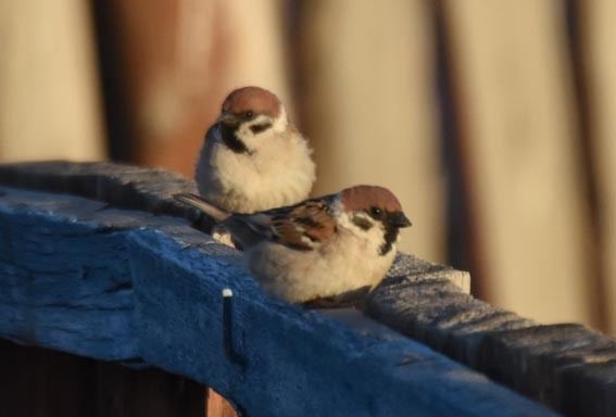 Eurasian Tree Sparrow - ML642050894