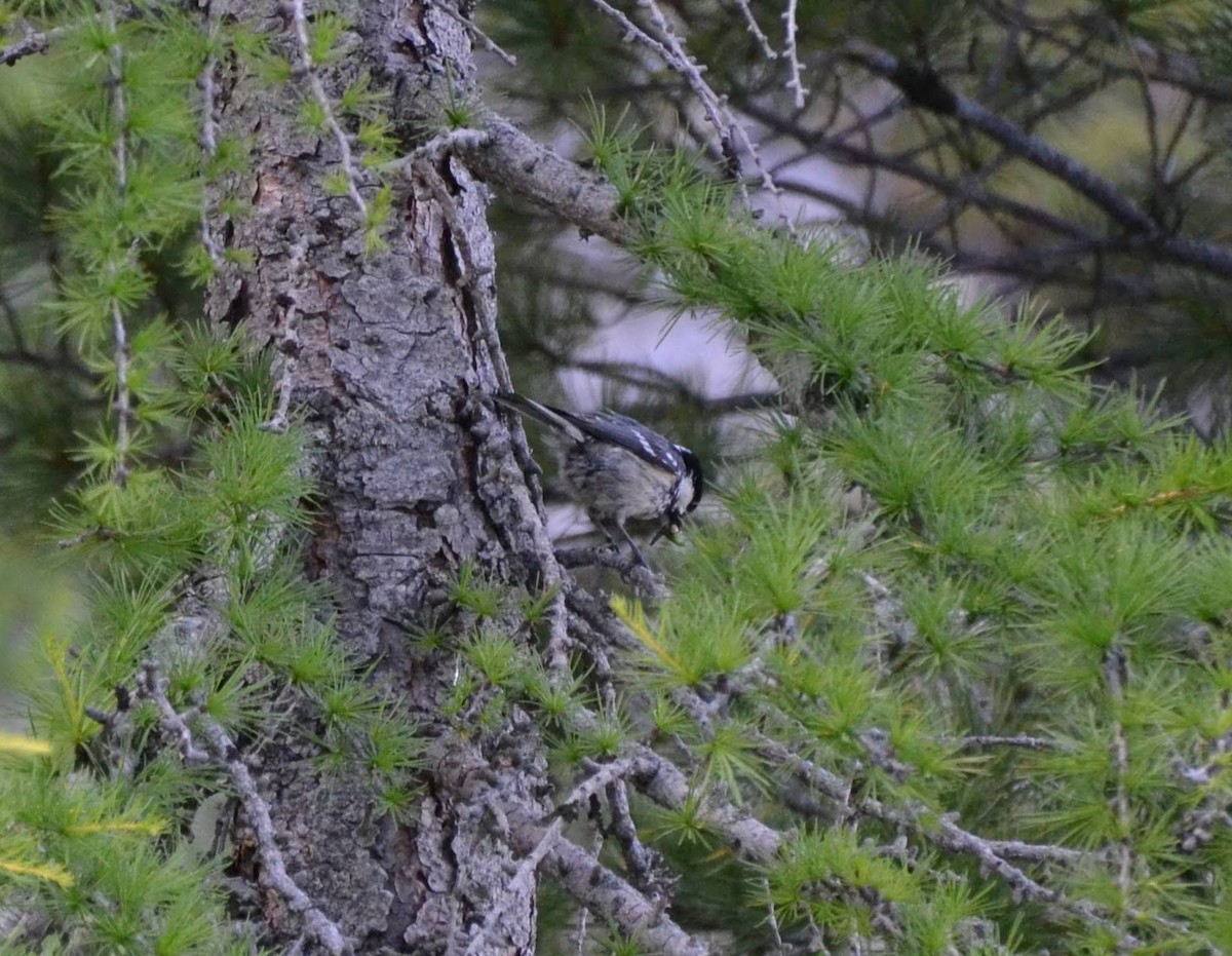 Coal Tit - ML642050896