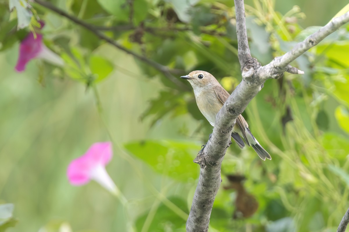 Taiga Flycatcher - ML642050899