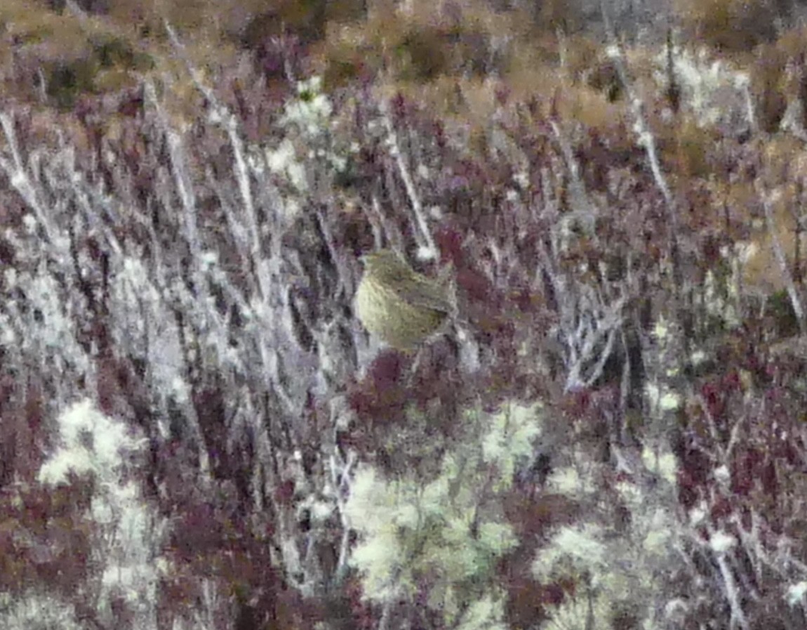 Striated Fieldwren - ML642050901