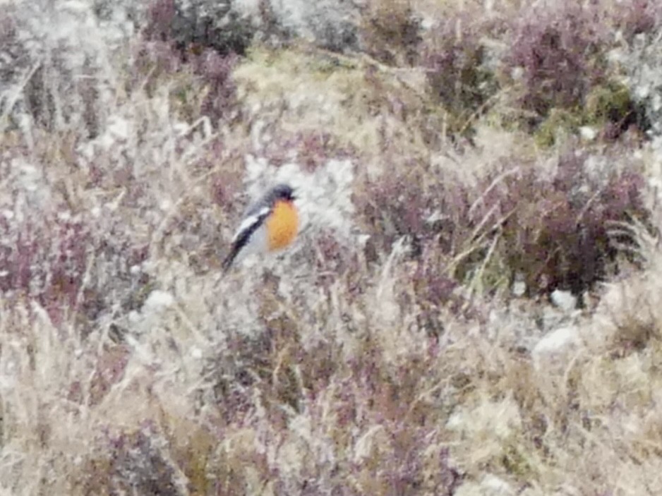 Flame Robin - ML642050902