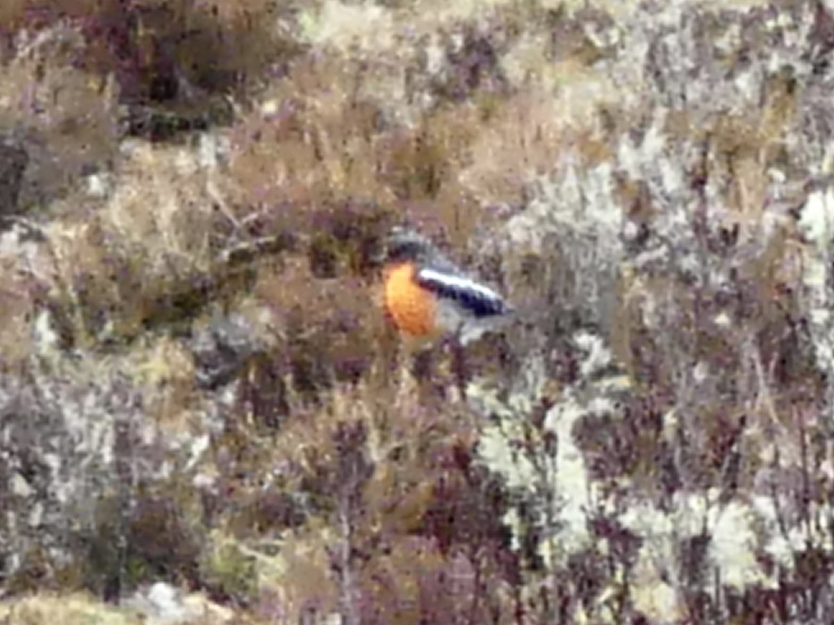Flame Robin - ML642050903