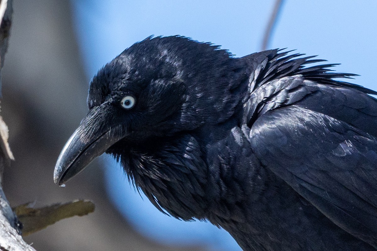 Australian Raven - ML642050905