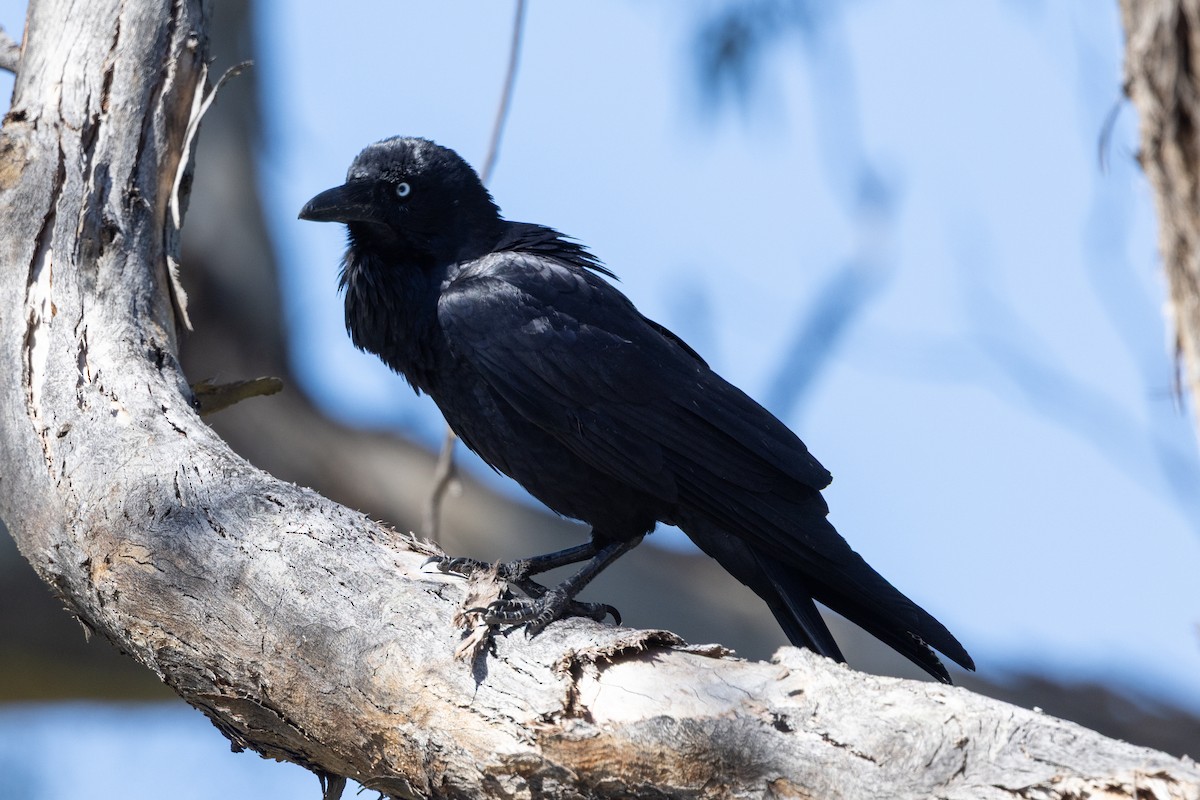 Australian Raven - ML642050906