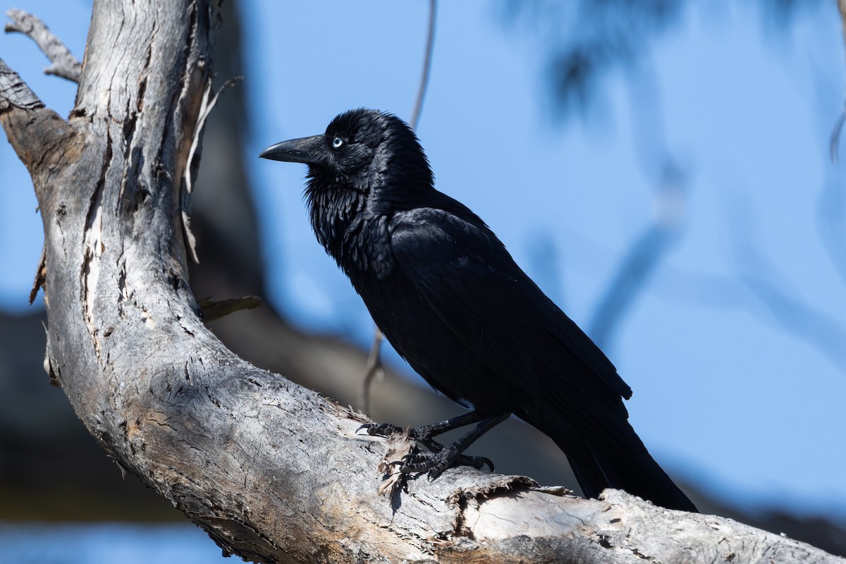 Australian Raven - ML642050907