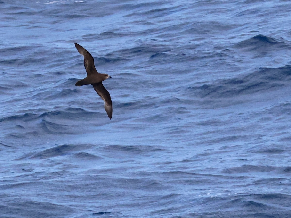 Тайфунник довгокрилий - ML642050912