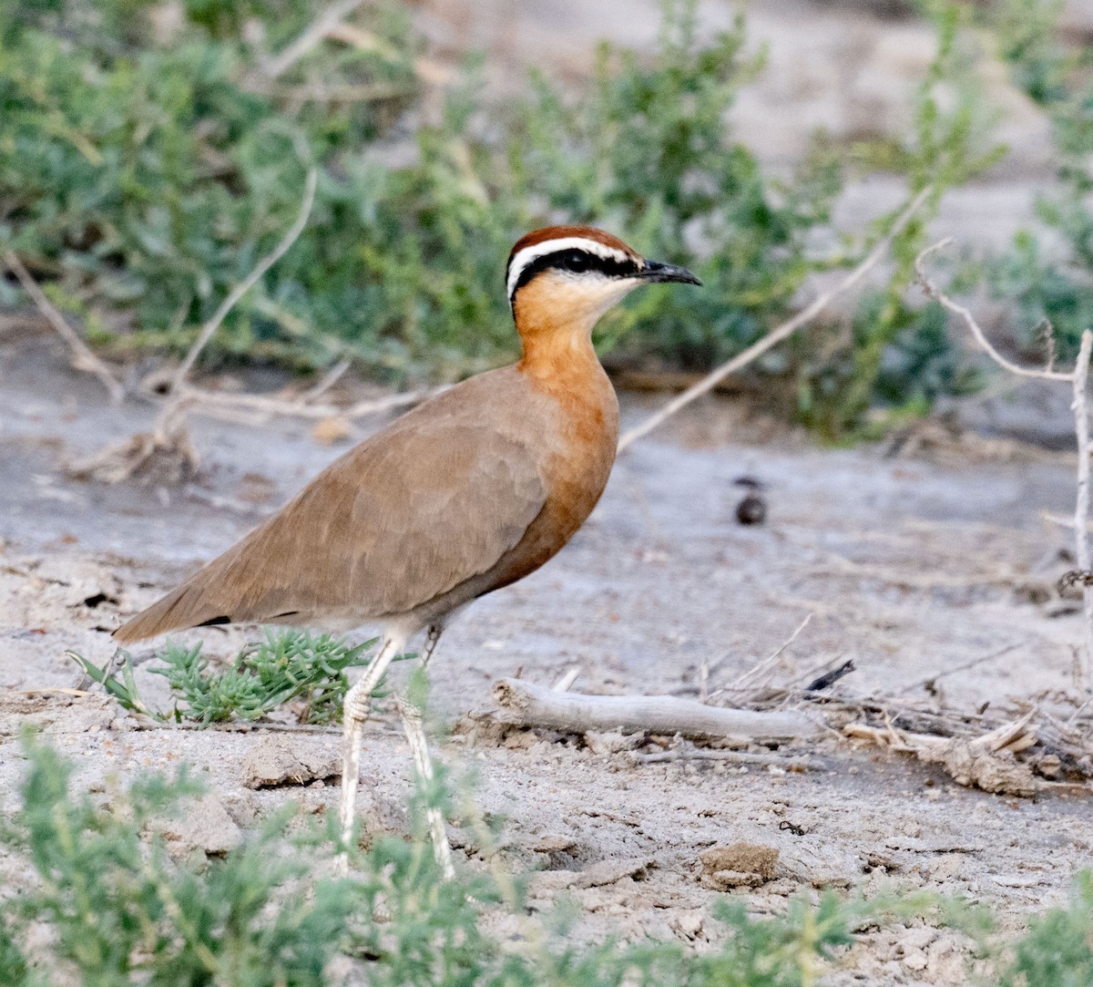 Courvite de Coromandel - ML642050914