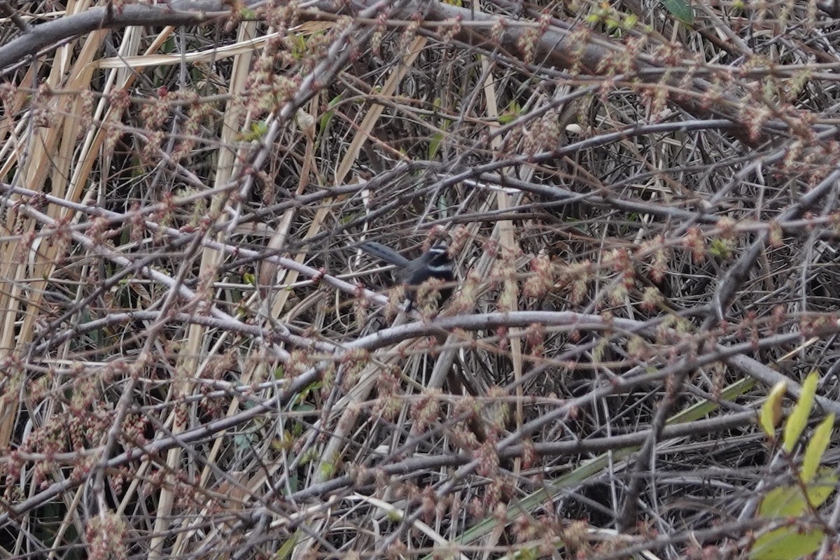 White-throated Fantail - ML642050917