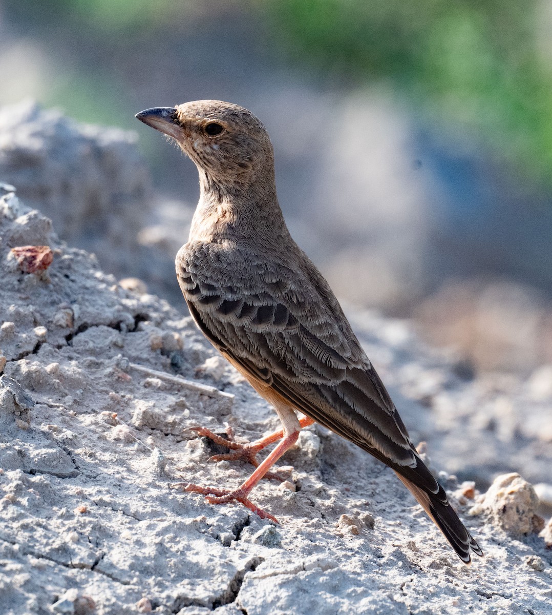 Rotschwanzlerche - ML642050920