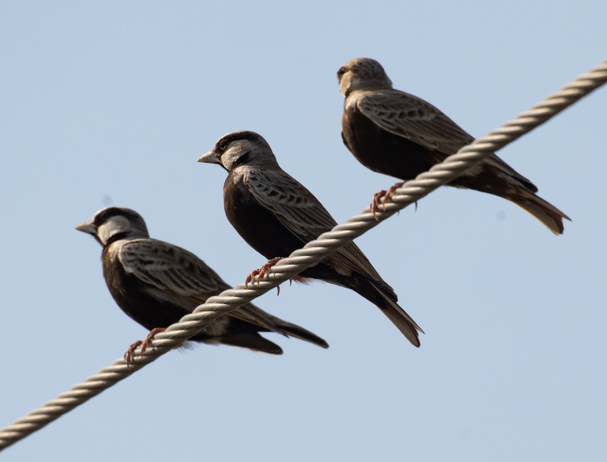 Grauscheitellerche - ML642050929