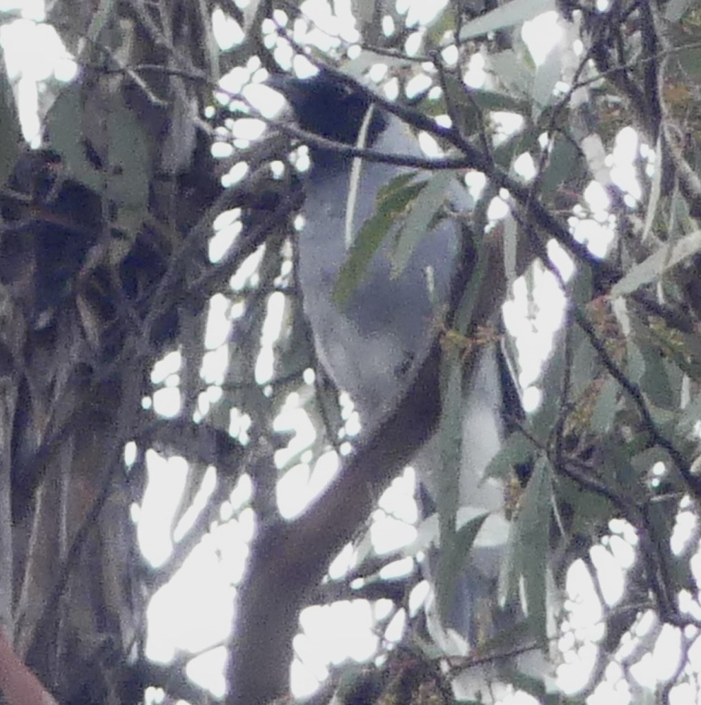 Black-faced Cuckooshrike - ML642050931