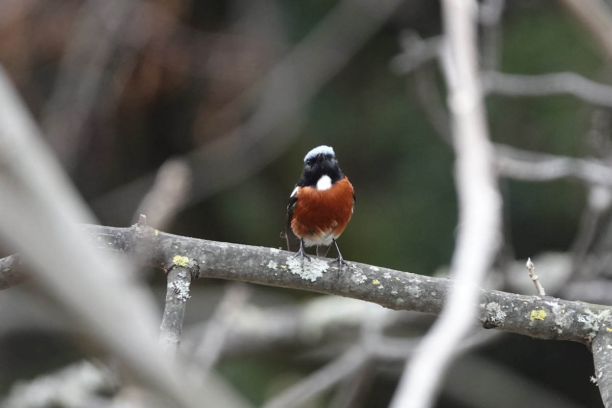 White-throated Redstart - ML642050935