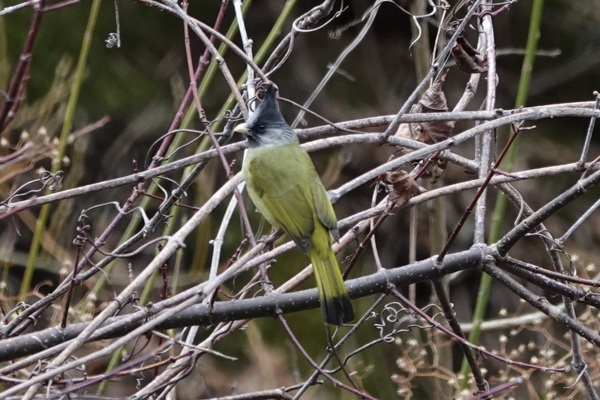 Crested Finchbill - ML642050936