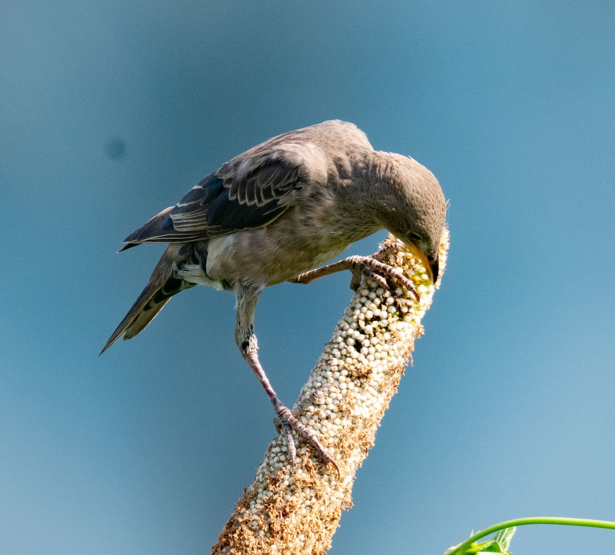 Rosy Starling - ML642050937