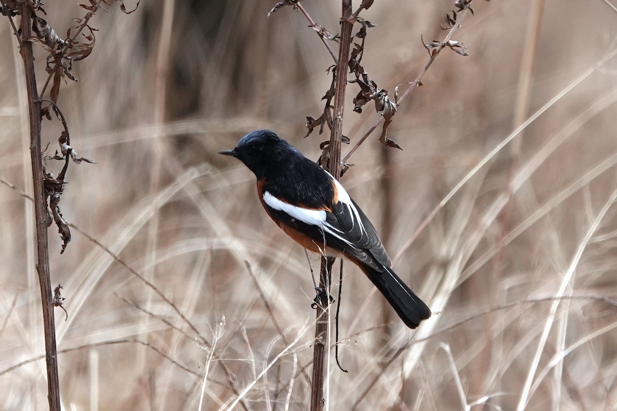 White-throated Redstart - ML642050939