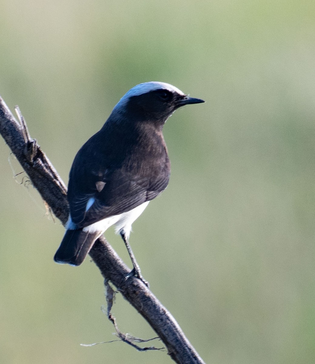 Elstersteinschmätzer - ML642050943