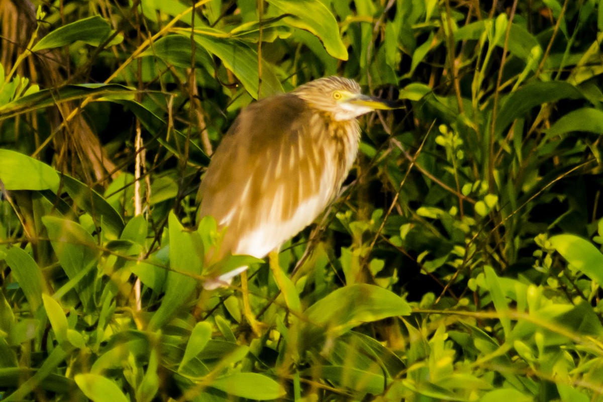 Indian Pond-Heron - ML642050966