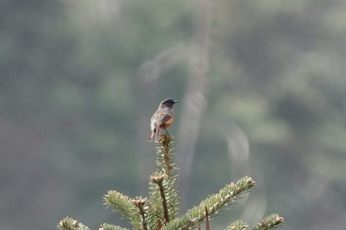 Blue-fronted Redstart - ML642050971