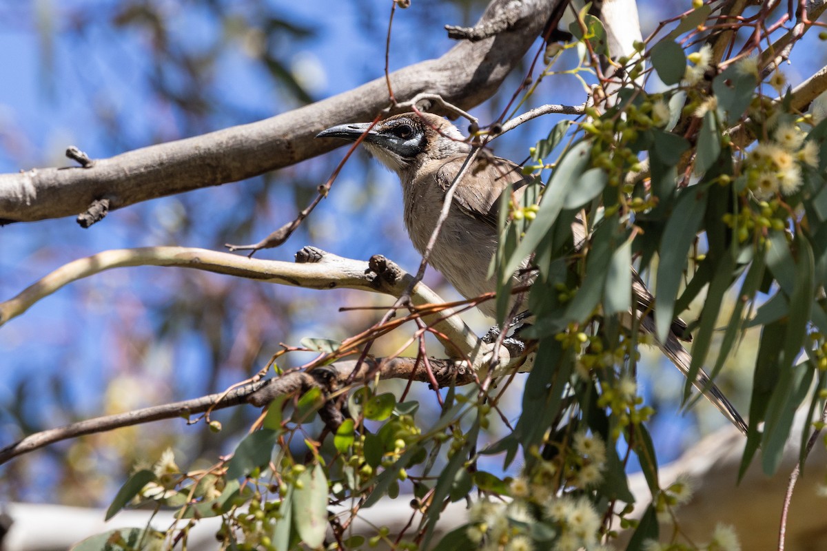 Little Friarbird - ML642050984