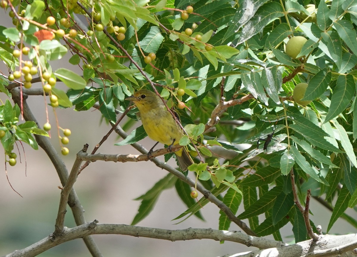 Western Tanager - ML642051005