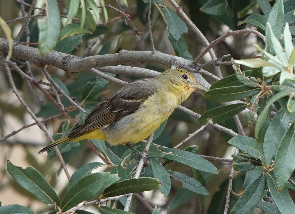 Western Tanager - ML642051009
