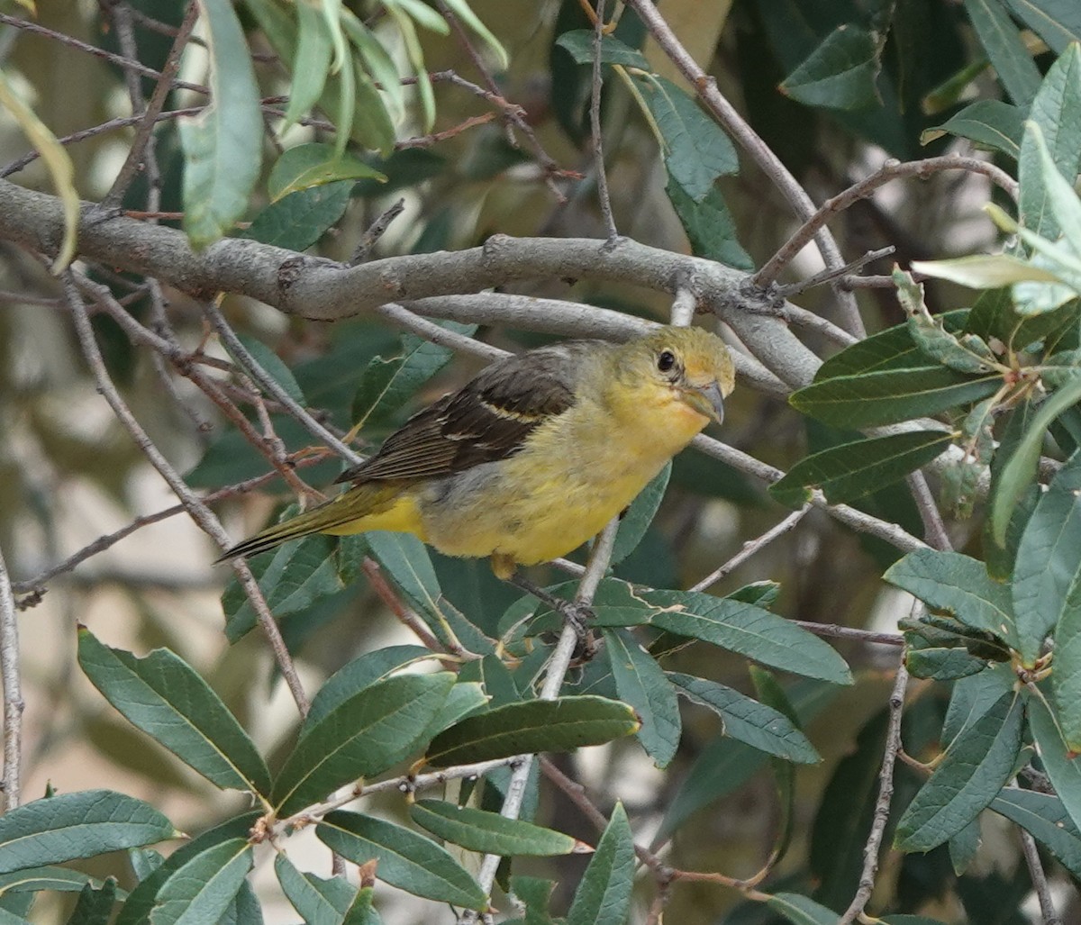 Western Tanager - ML642051011