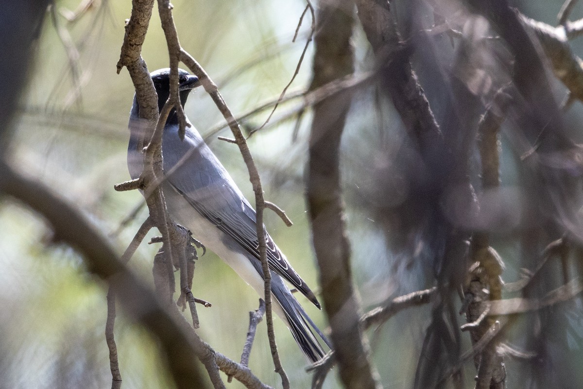 Black-faced Cuckooshrike - ML642051012