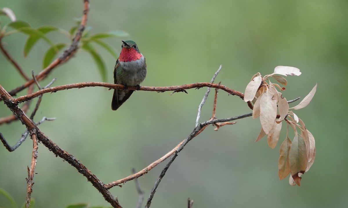 Broad-tailed Hummingbird - ML642051019