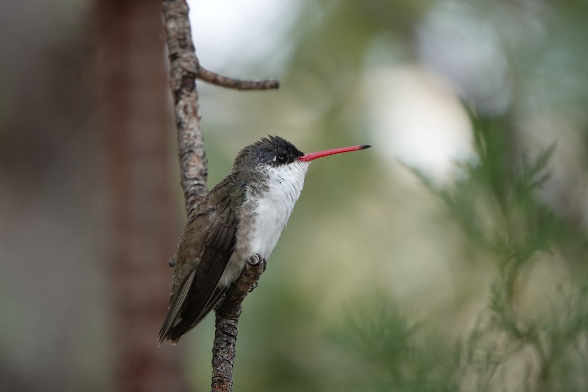 Violet-crowned Hummingbird - ML642051021