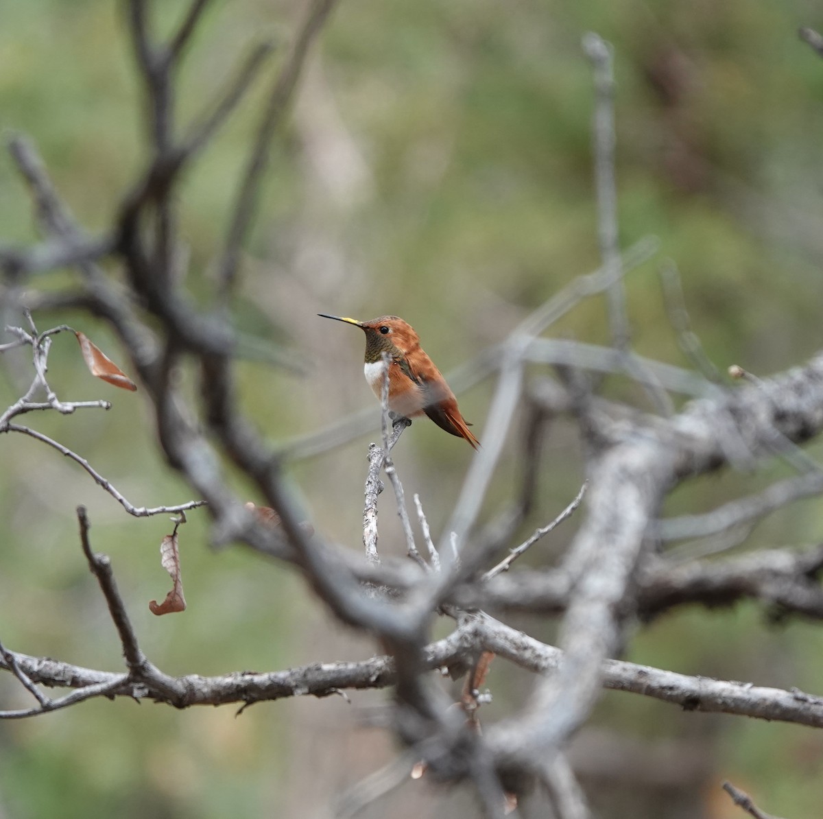 Rufous Hummingbird - ML642051023