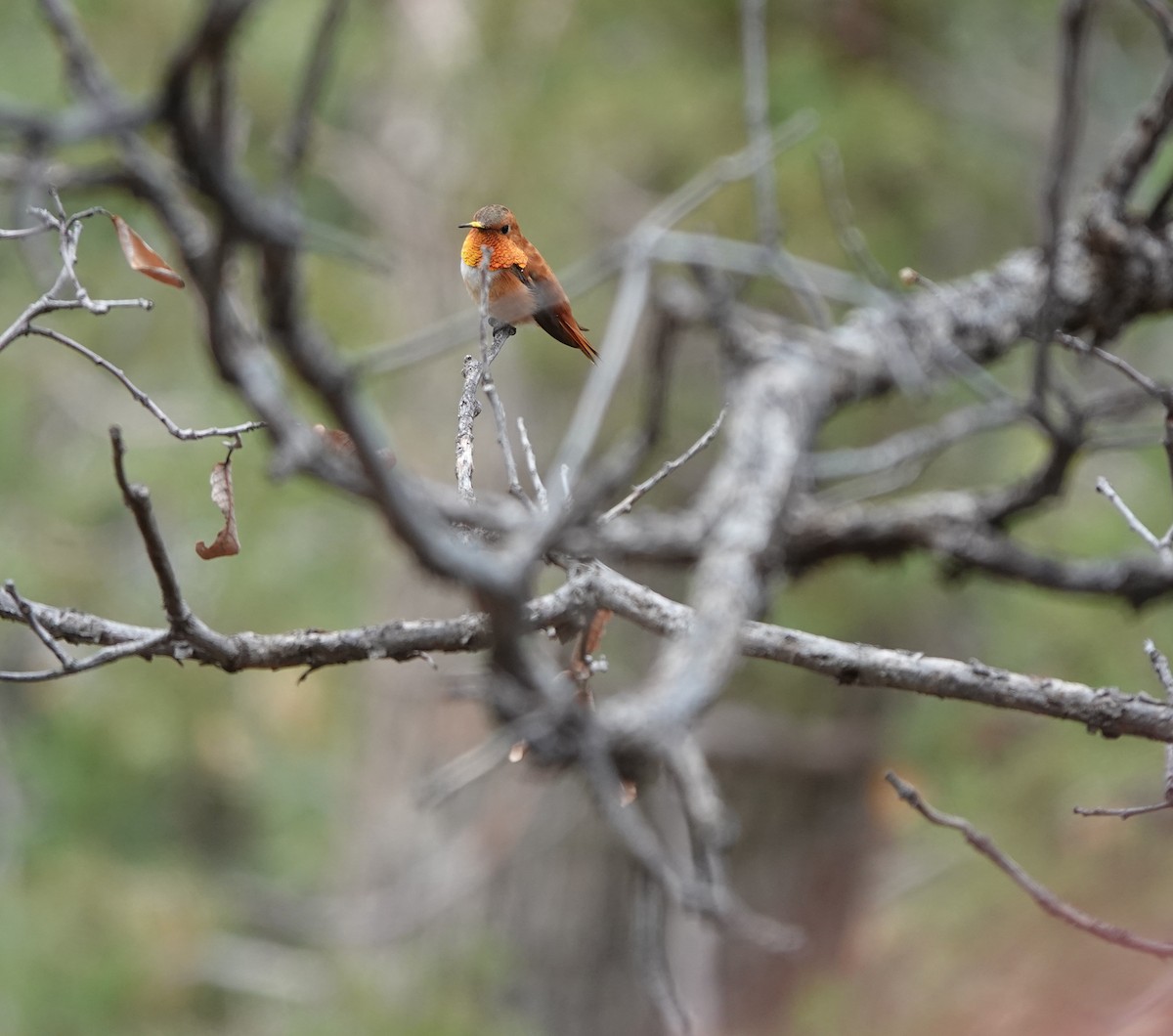 Rufous Hummingbird - ML642051024