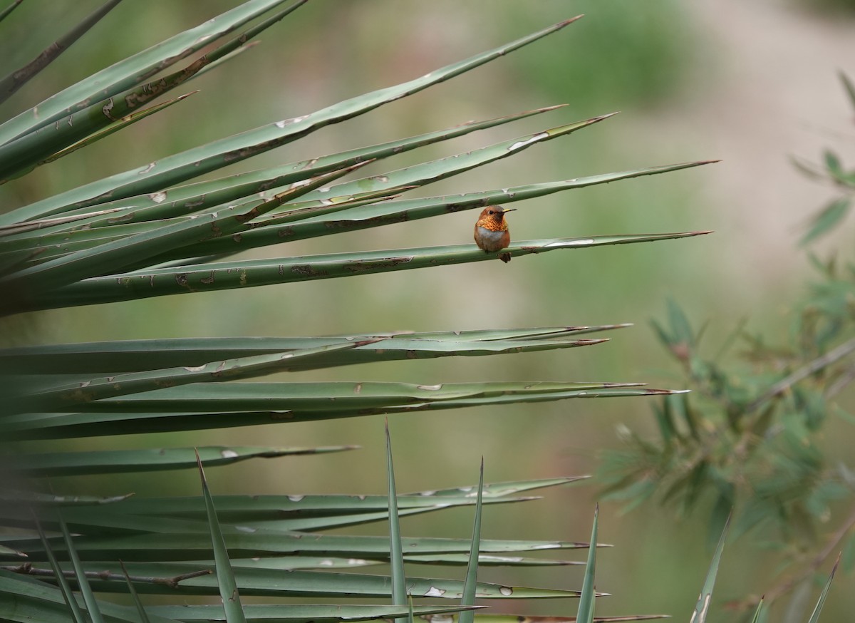 Rufous Hummingbird - ML642051029