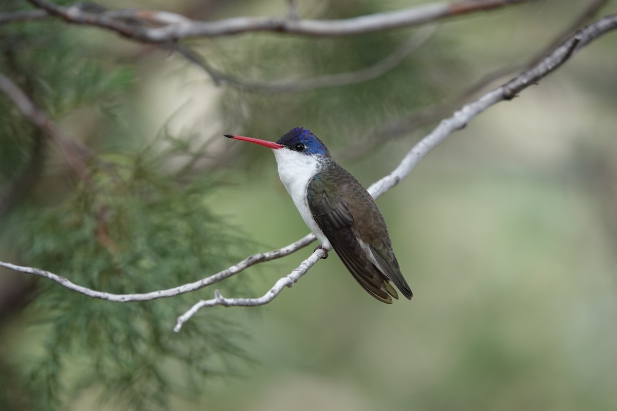 Violet-crowned Hummingbird - ML642051035