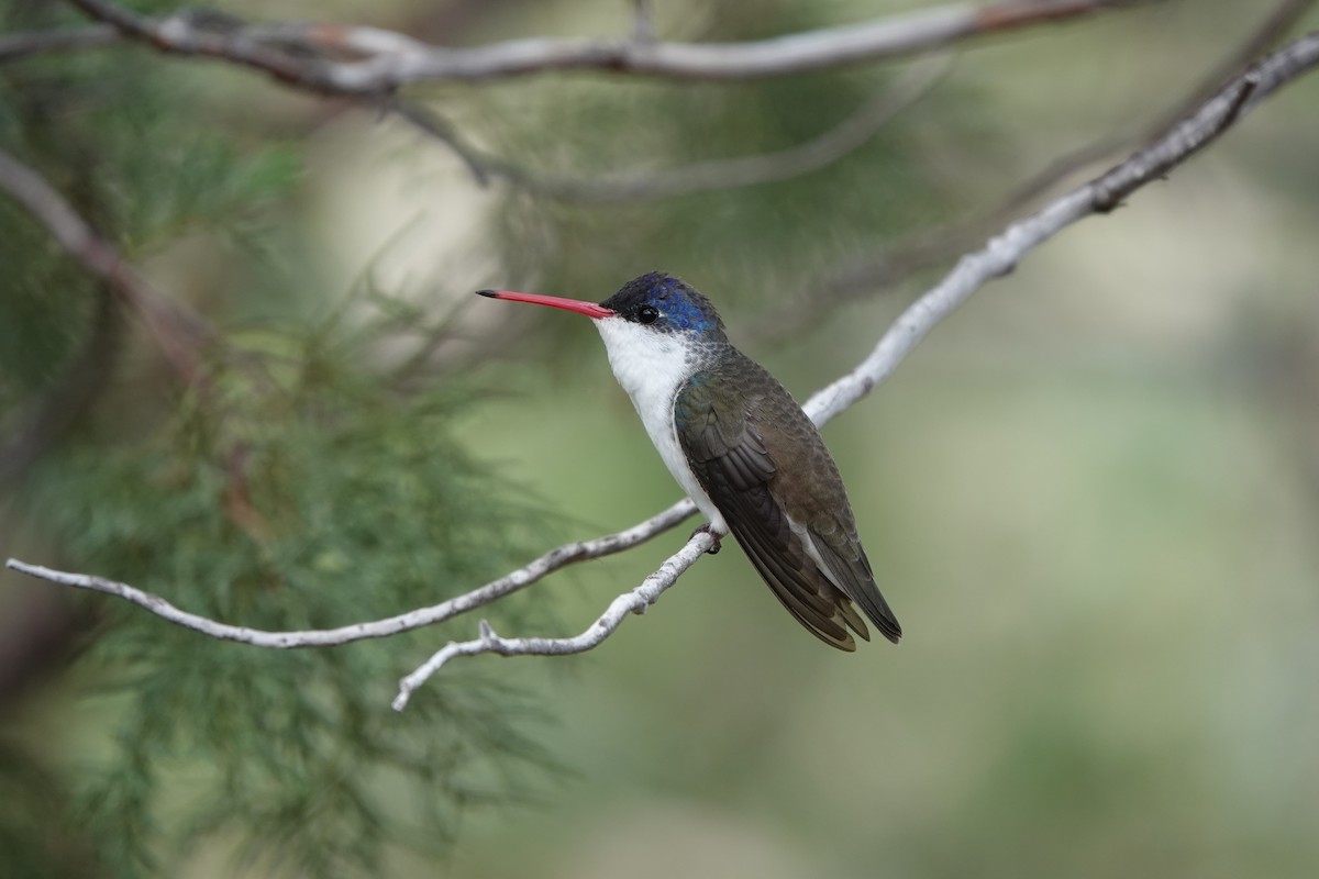 Violet-crowned Hummingbird - ML642051038