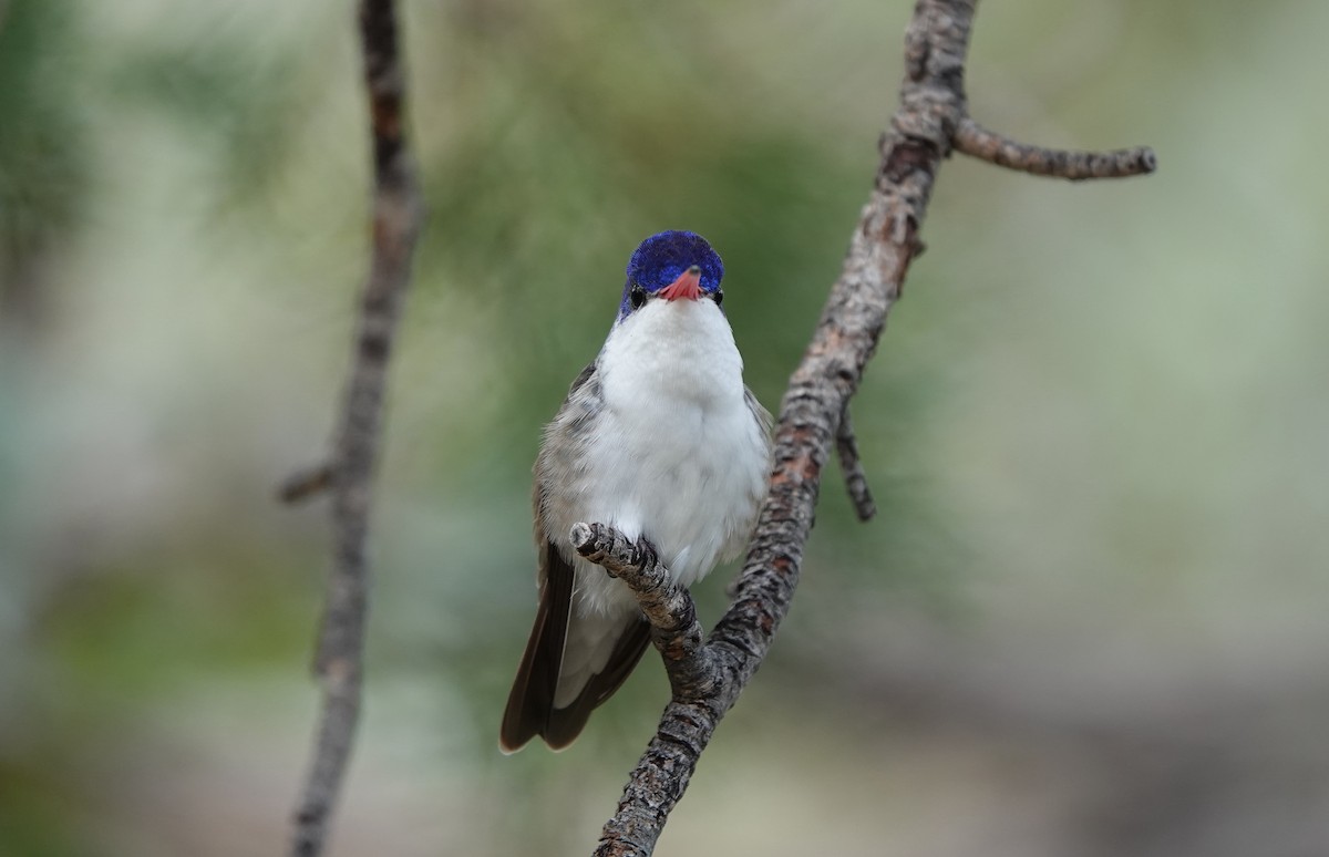 Violet-crowned Hummingbird - ML642051039