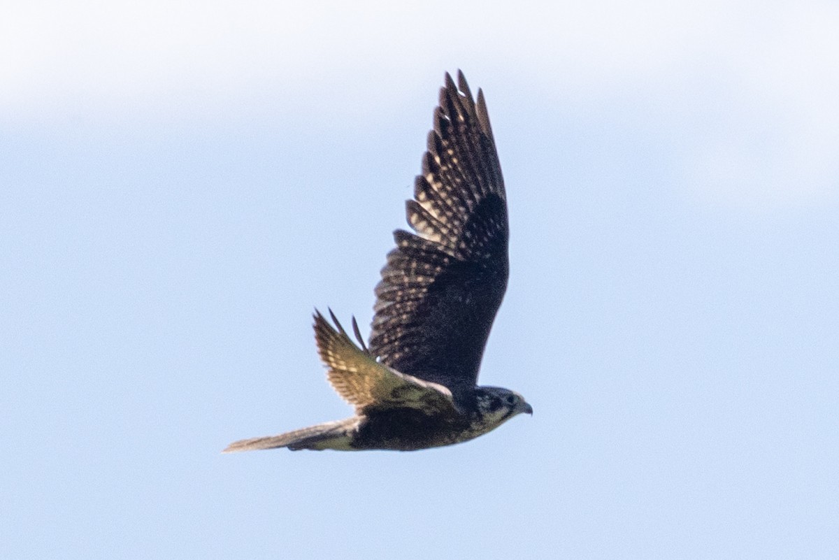 Brown Falcon - ML642051041