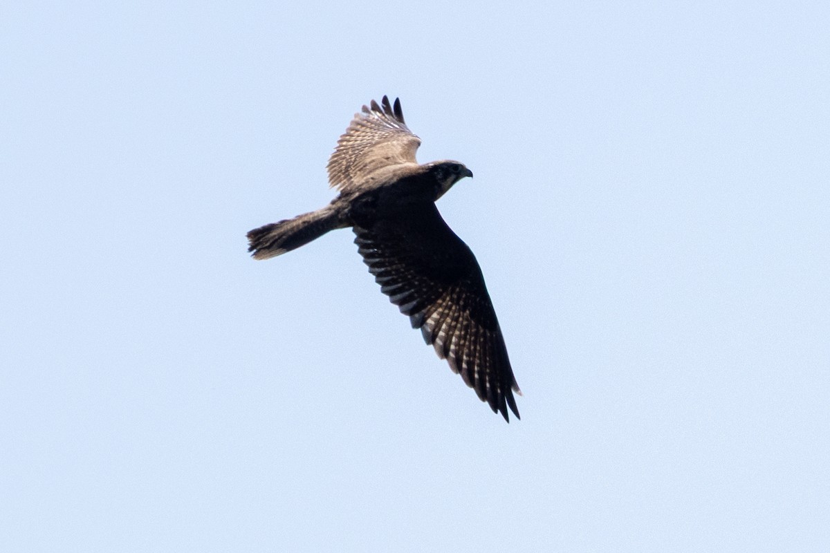 Brown Falcon - ML642051042