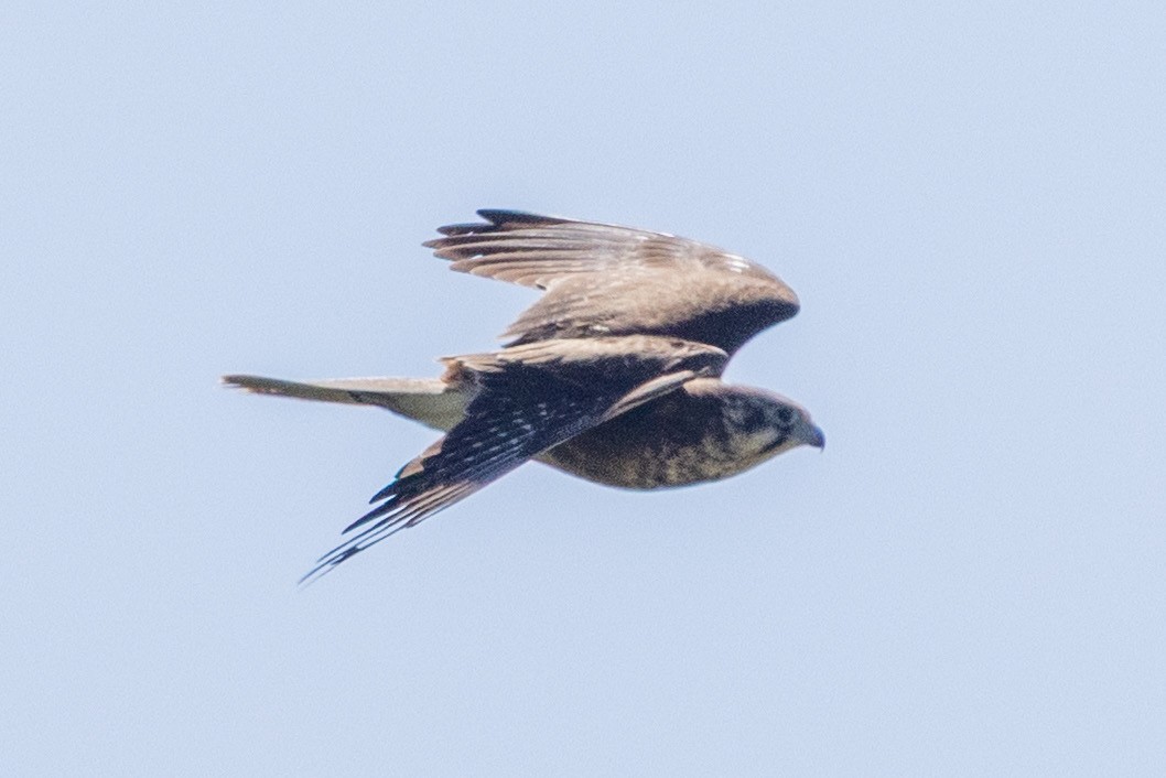 Brown Falcon - ML642051043