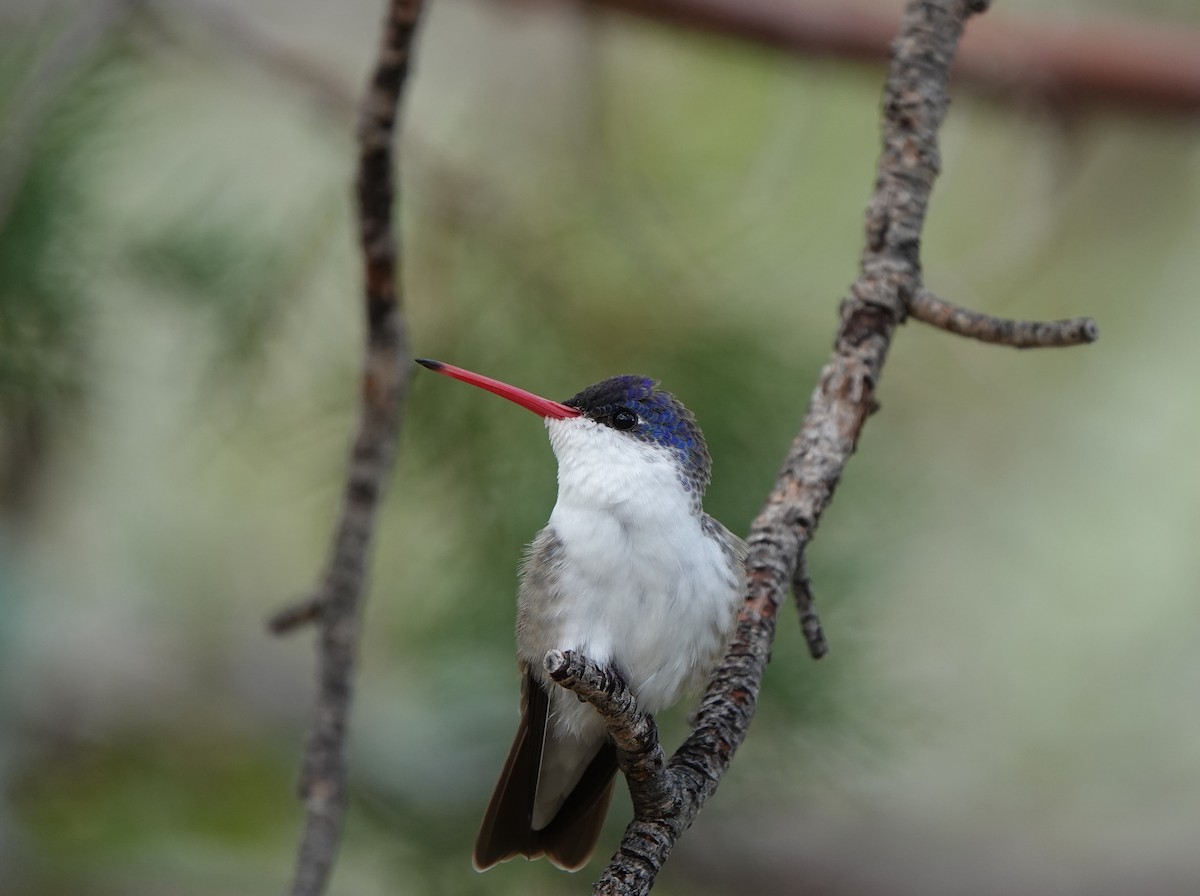 Violet-crowned Hummingbird - ML642051044