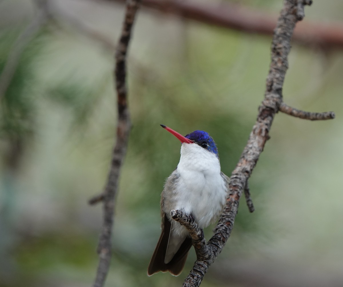 Violet-crowned Hummingbird - ML642051045