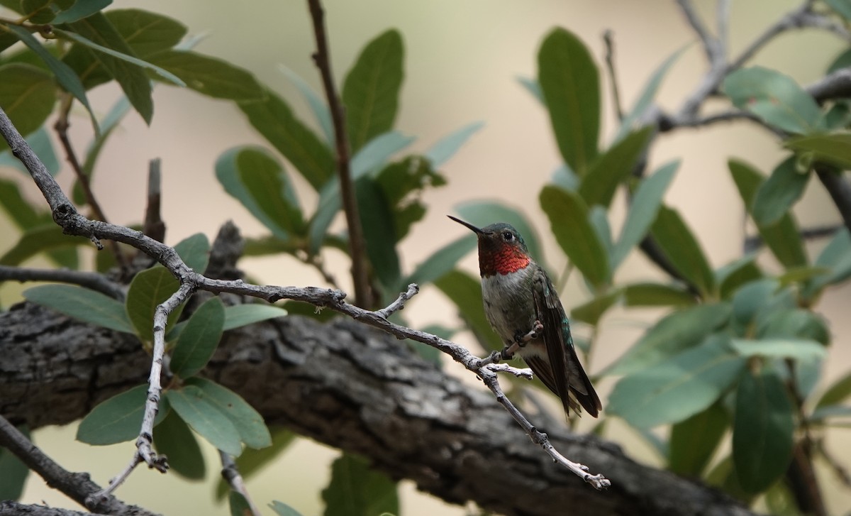 Broad-tailed Hummingbird - ML642051049