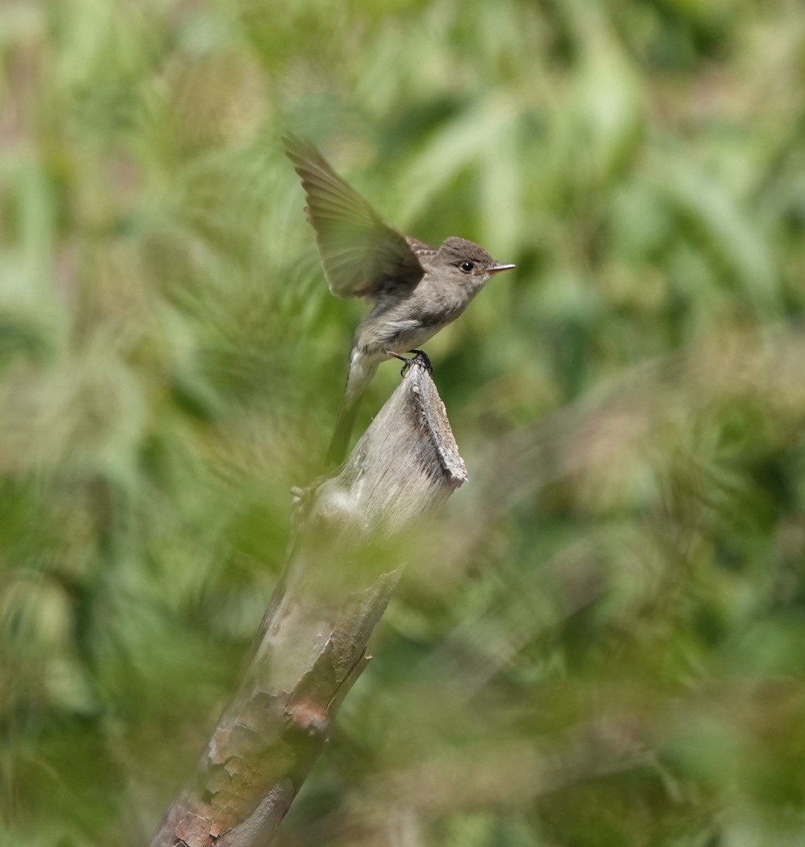 Western Wood-Pewee - ML642051052