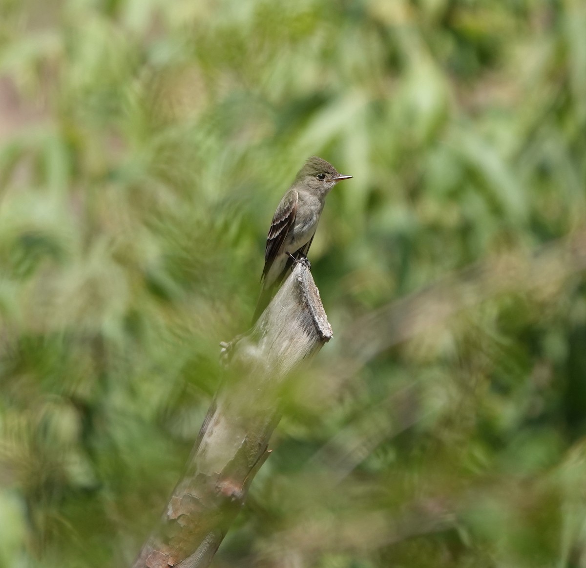 Western Wood-Pewee - ML642051056