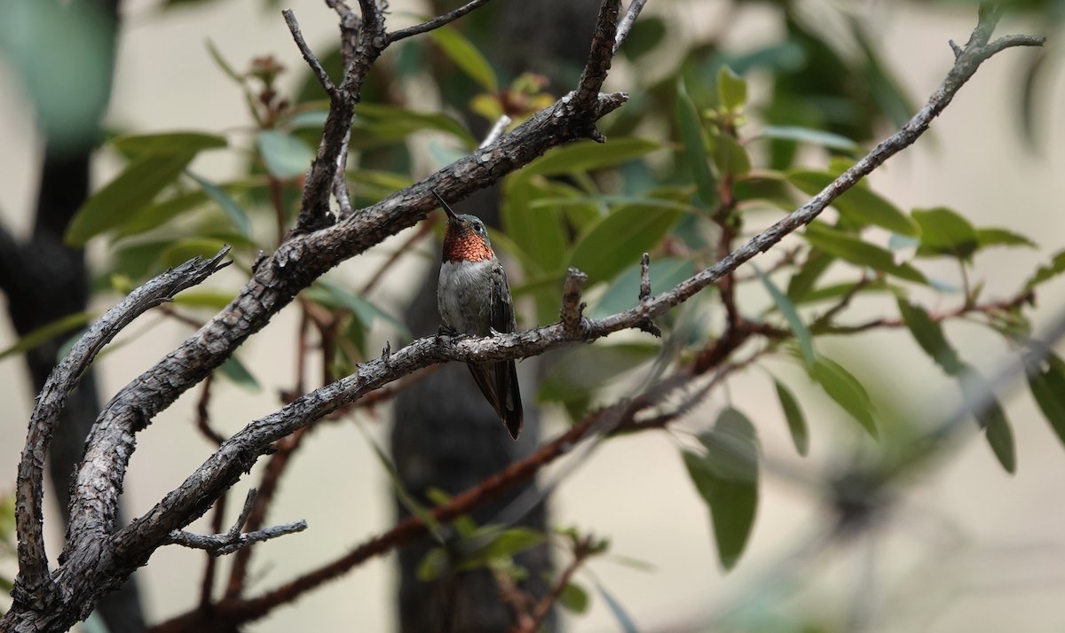 Broad-tailed Hummingbird - ML642051067