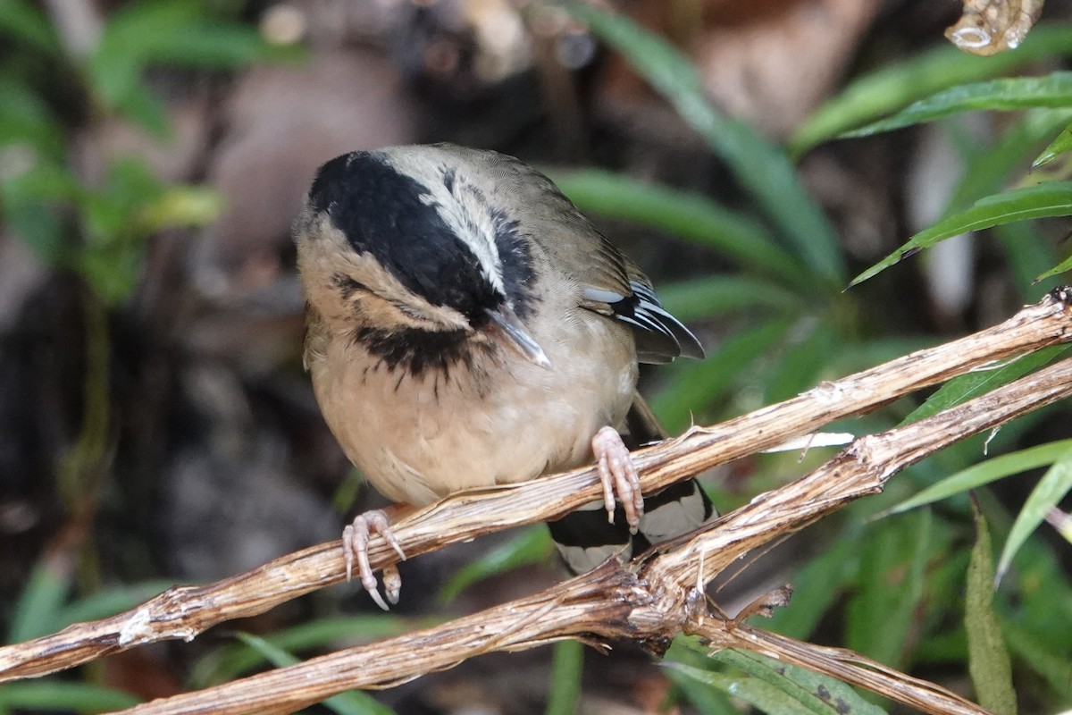 Bıyıklı Gevezeardıç - ML642051069