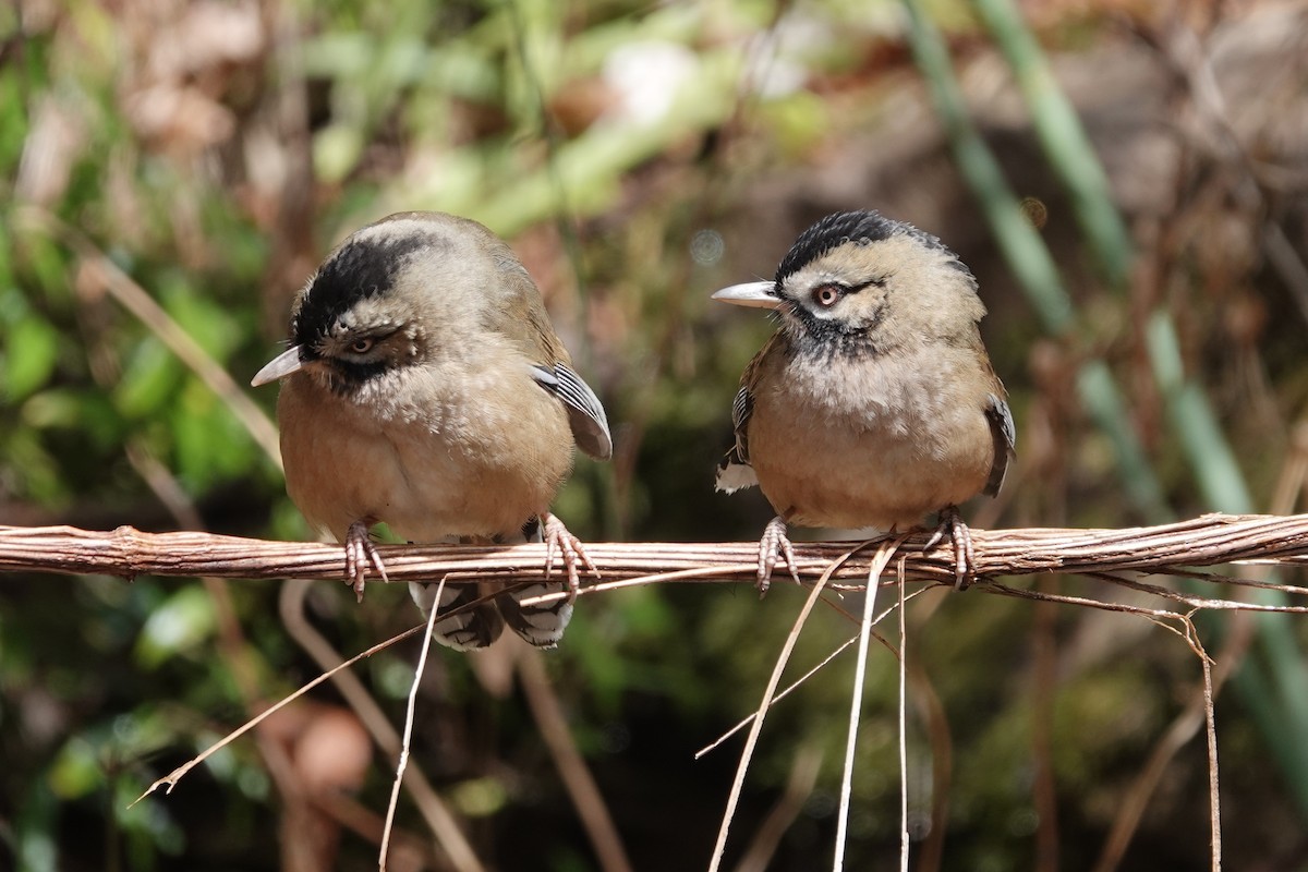 Bıyıklı Gevezeardıç - ML642051070