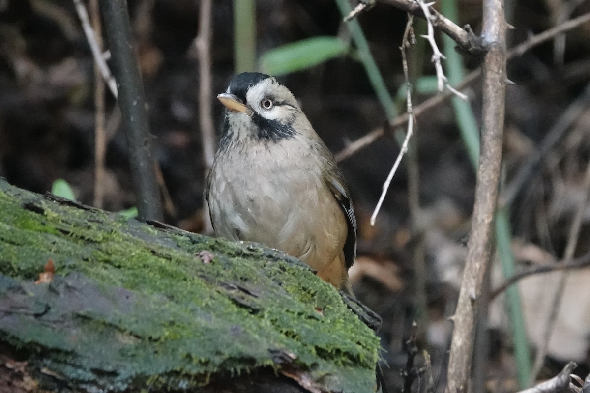 Bıyıklı Gevezeardıç - ML642051071