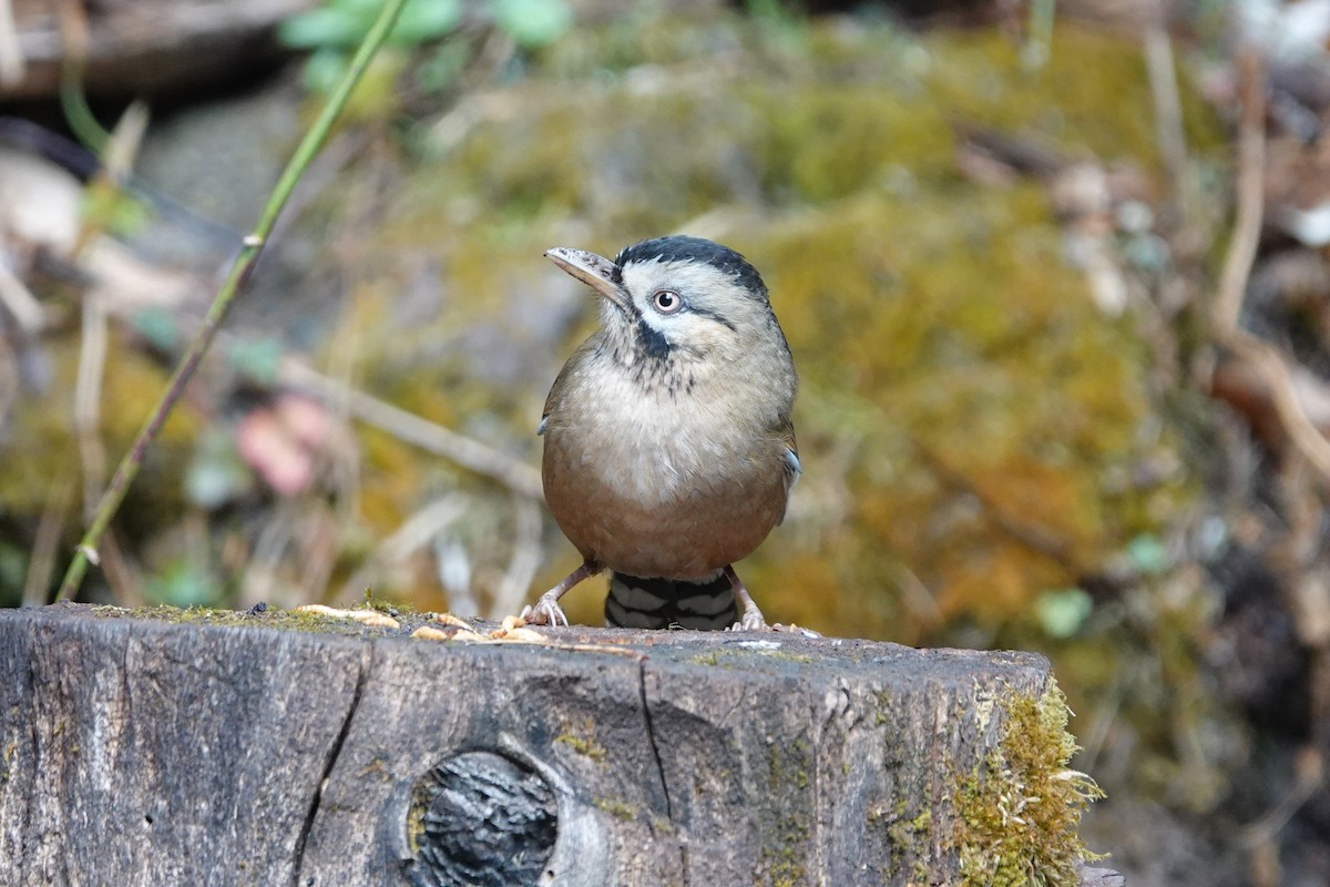 Bıyıklı Gevezeardıç - ML642051072